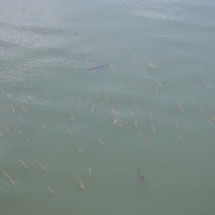 IMG_031