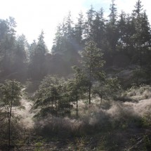 sibir_014