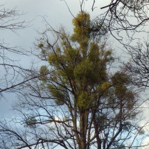 IMGP0621