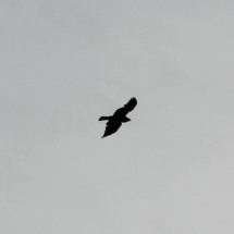 IMG_5441 IMG_5441