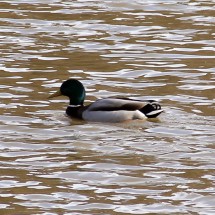 IMG_5445
