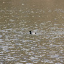 IMG_5447