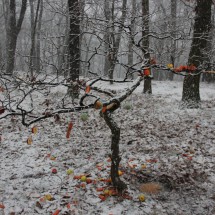 IMG_9537