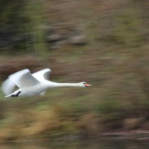 IMG_4129
